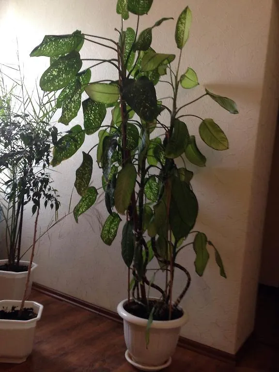 Rock Wall Bed & Breakfast Kyiv